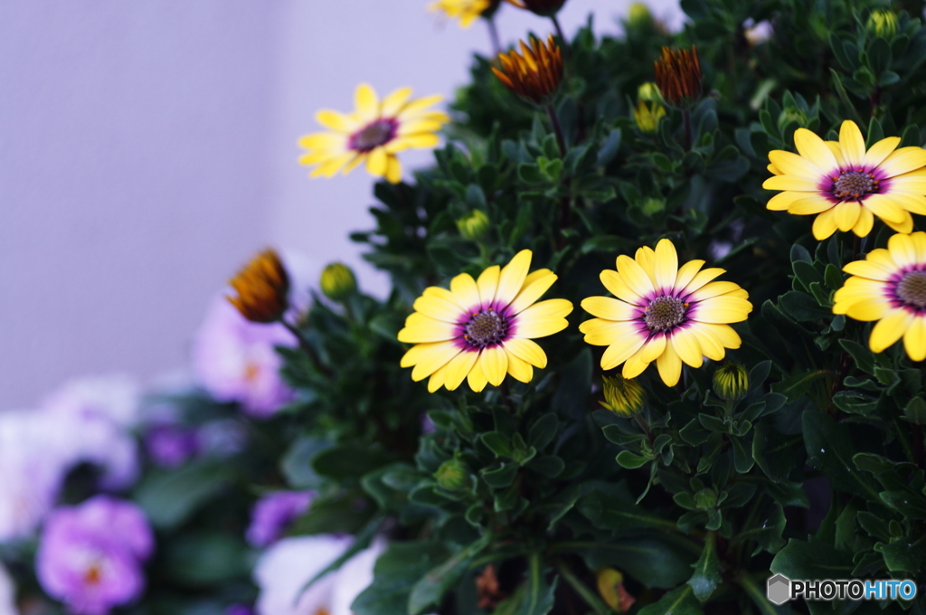 鉢植えのお花さんも(^o^;u