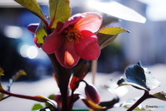 緊急試写/強烈な逆光o((⊙﹏⊙))o.