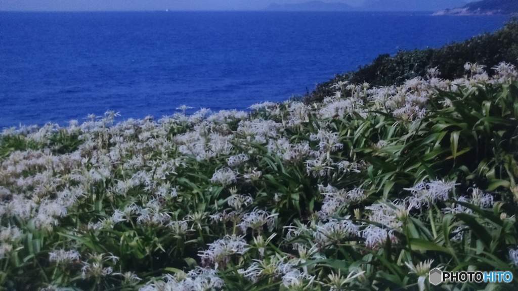 ハマユウの群生