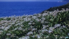 ハマユウの群生