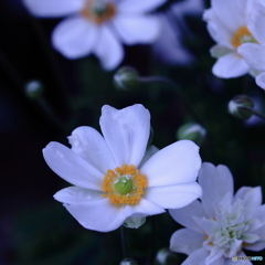 秋といえば秋明菊(^o^)