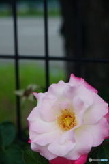 試写/気になる薔薇(=^・^=)x