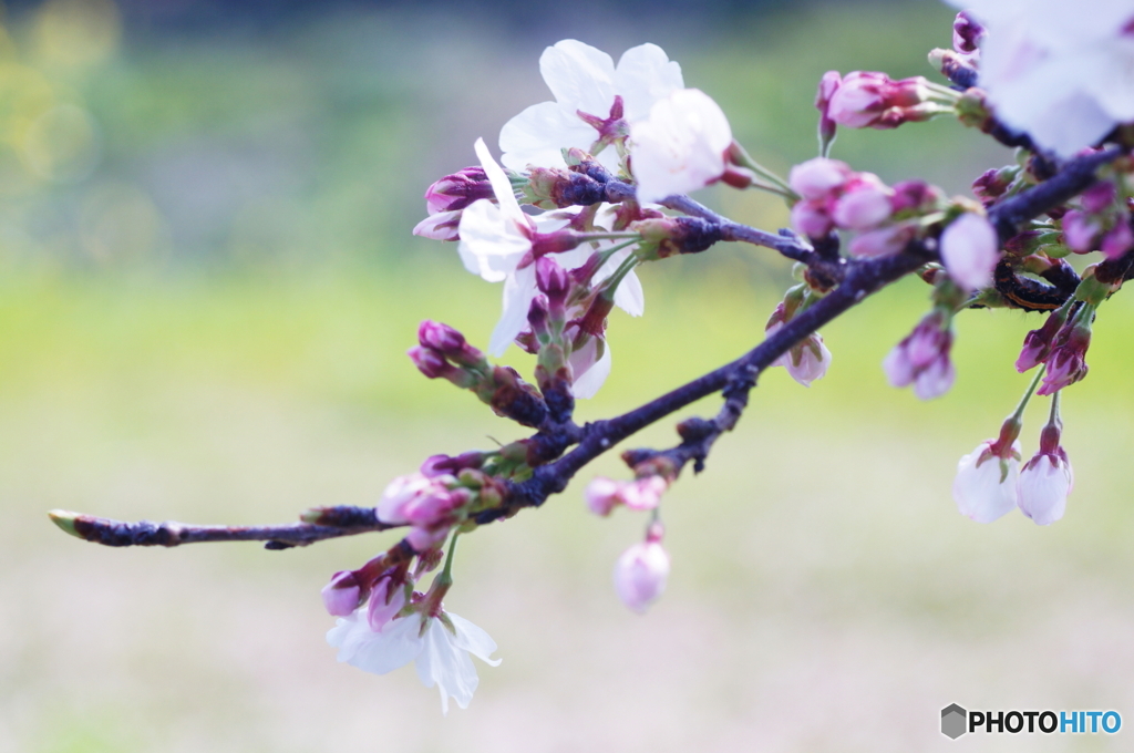 戦前ツァイスが見た桜(^o^;