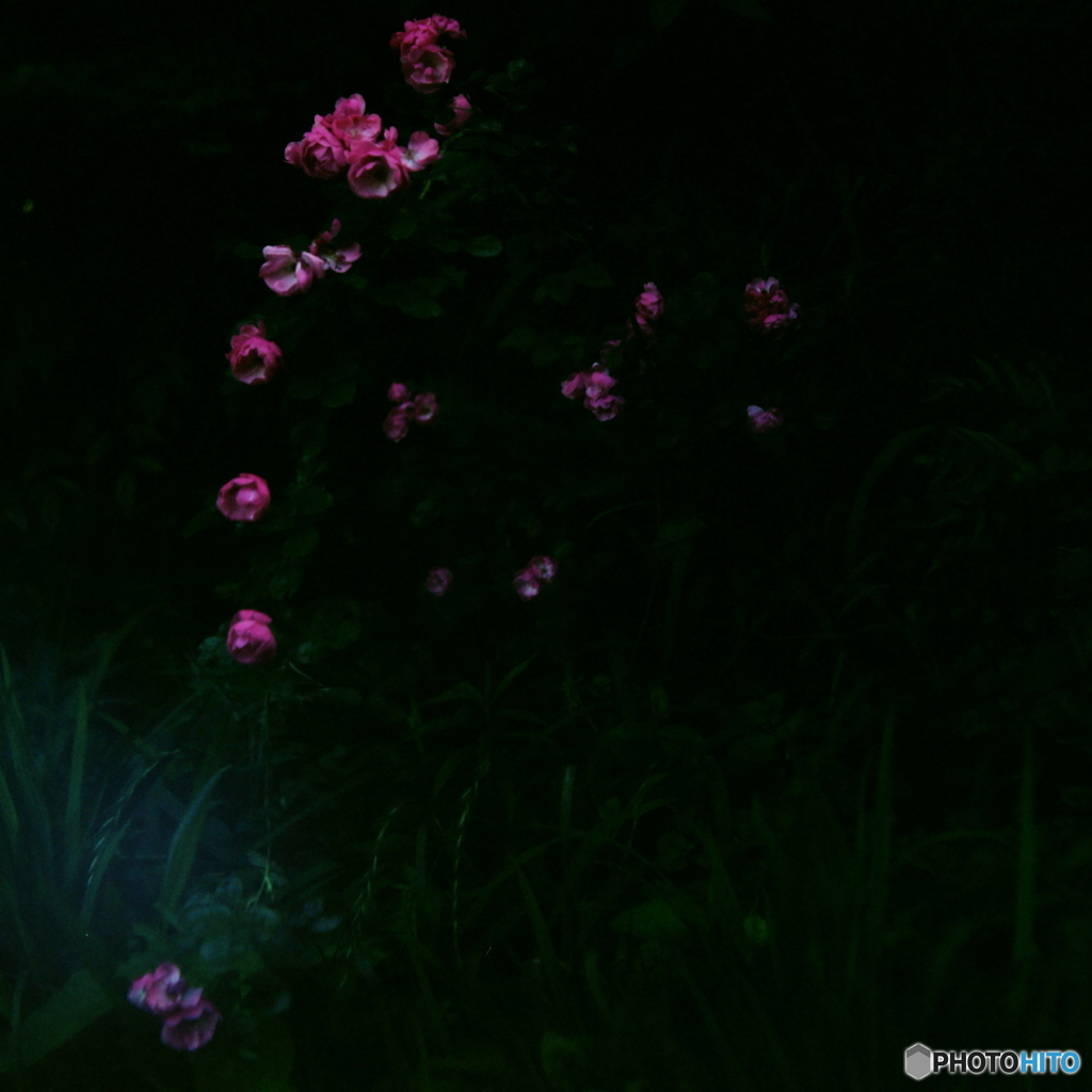 出し忘れ/薔薇の旋律(=^・^=)film