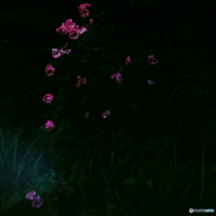 出し忘れ/薔薇の旋律(=^・^=)film