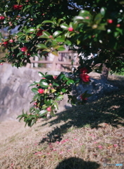 戦前テッサーで撮ってみました_(_^_)_film