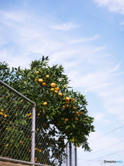 天高く(=^・^=)film