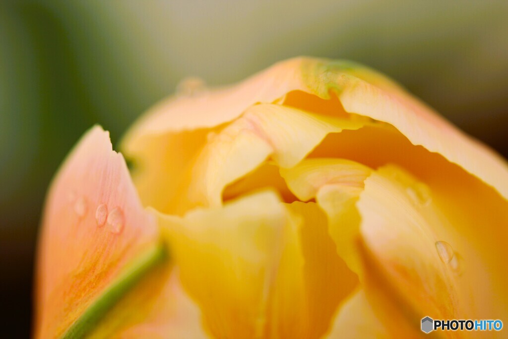 すみません(_ _;)チューリップです(^o^;z