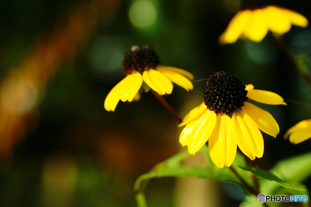 雨上がりのルドベキア(^o^;