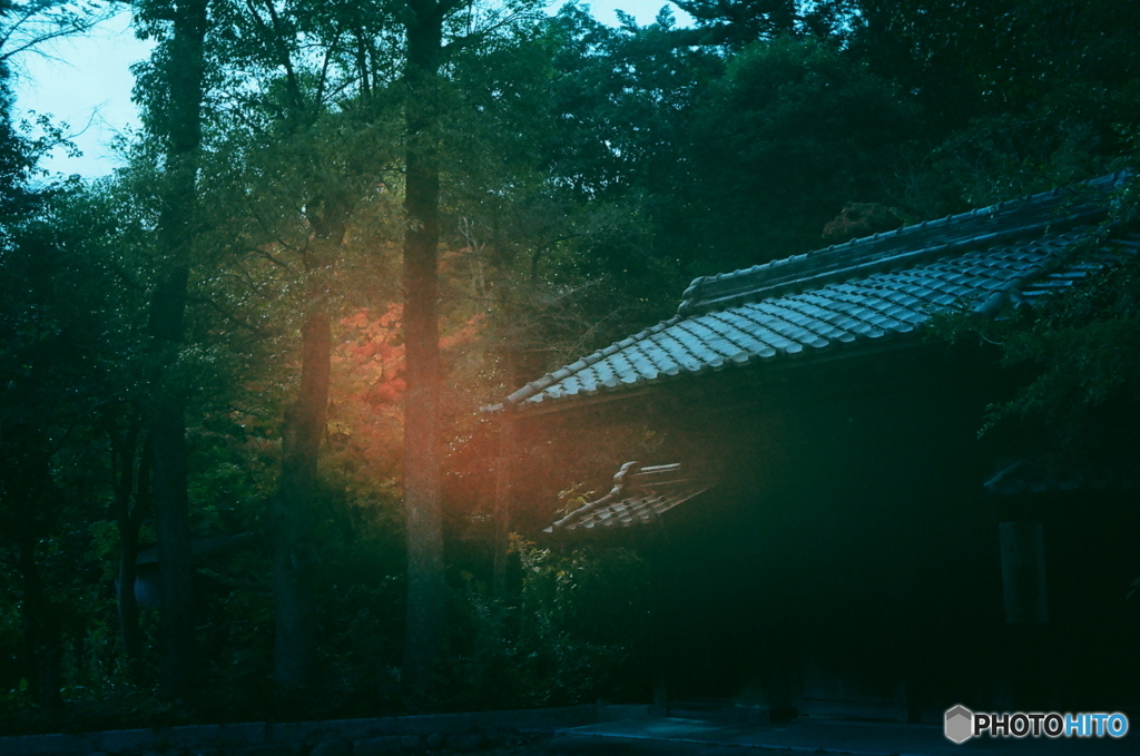 燃えていませんか紅葉film(ーー;)
