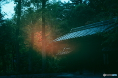 燃えていませんか紅葉film(ーー;)