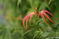 秋の気配　赤い花(^o^)