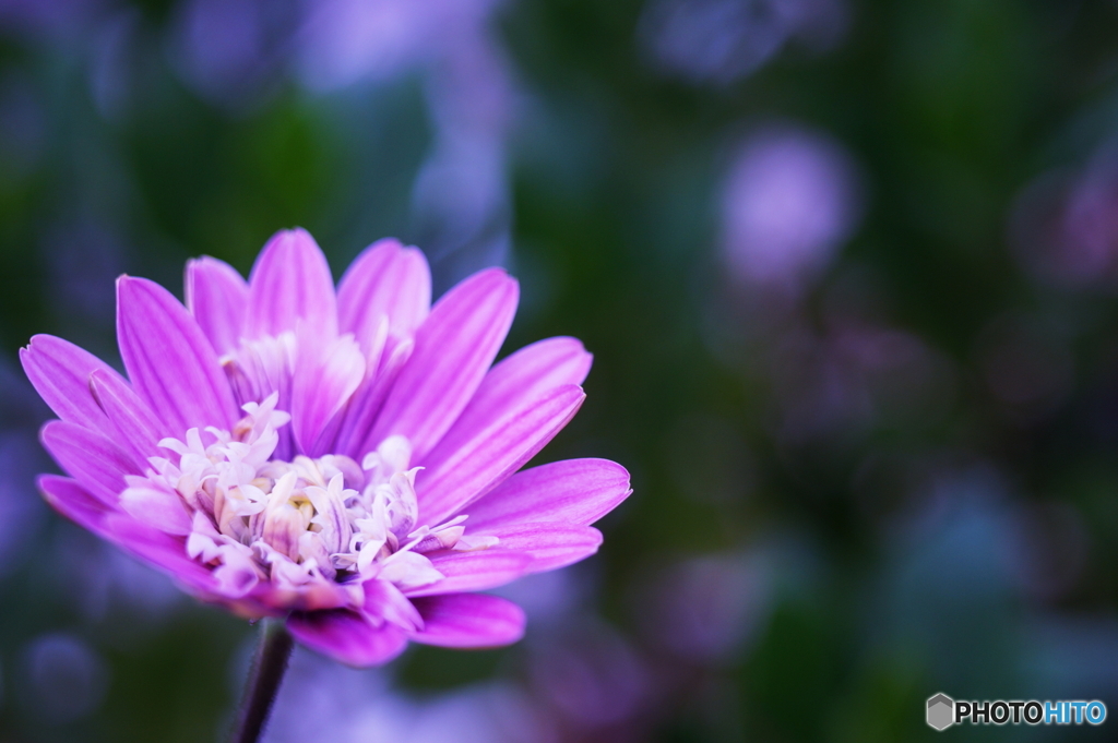 一輪咲きました(=^・^=)