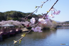 今年の桜は美しい(=^・^=)