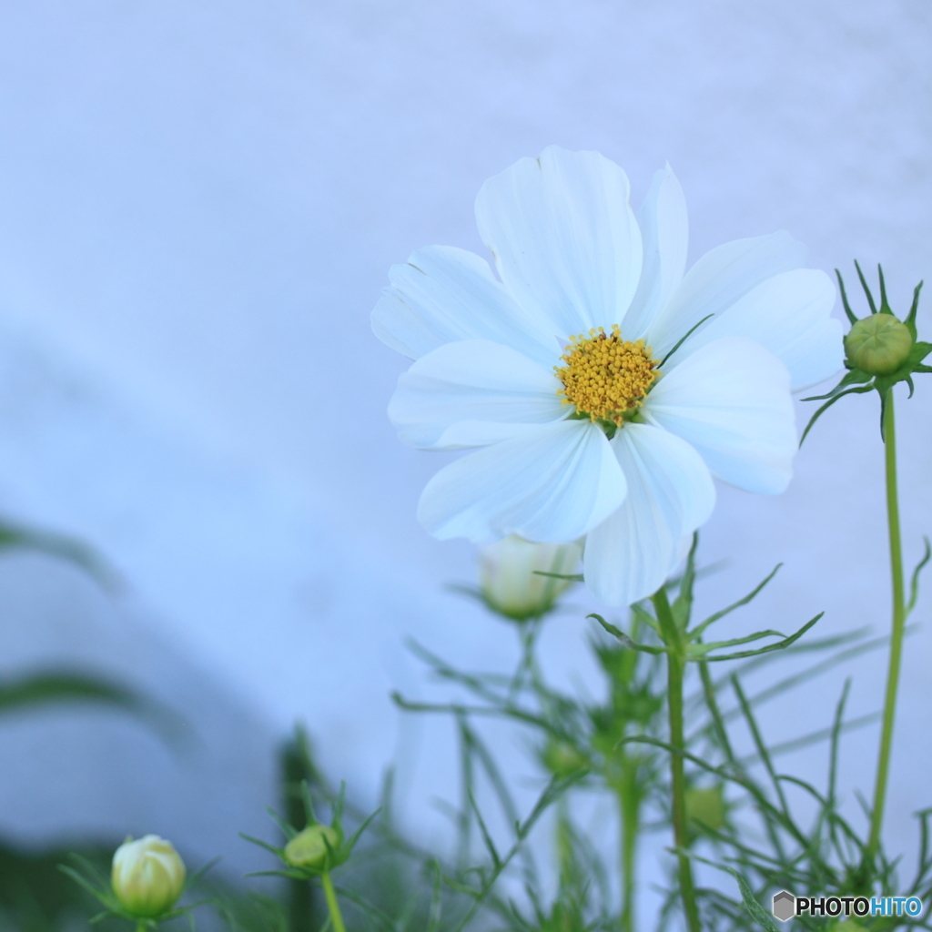 La Blanche(^o^)