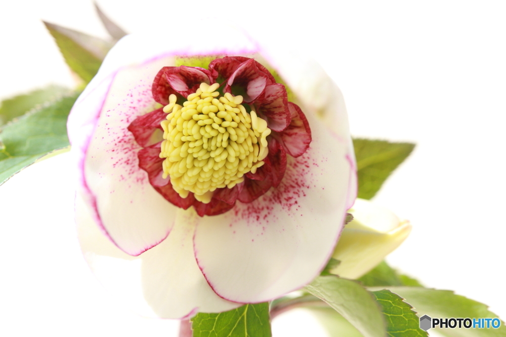 ホワイトシュガーシフォン(^o^)u