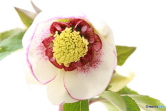 ホワイトシュガーシフォン(^o^)u