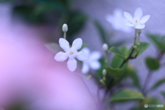 セイロンライティア