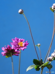 疑似？青空に舞う(^o^;w