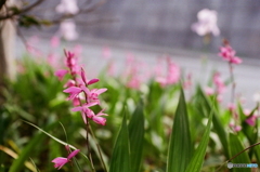 坂道のほとりにそっと(^o^;film