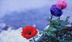 もうすぐ咲くと思います　アネモネ(^o^)