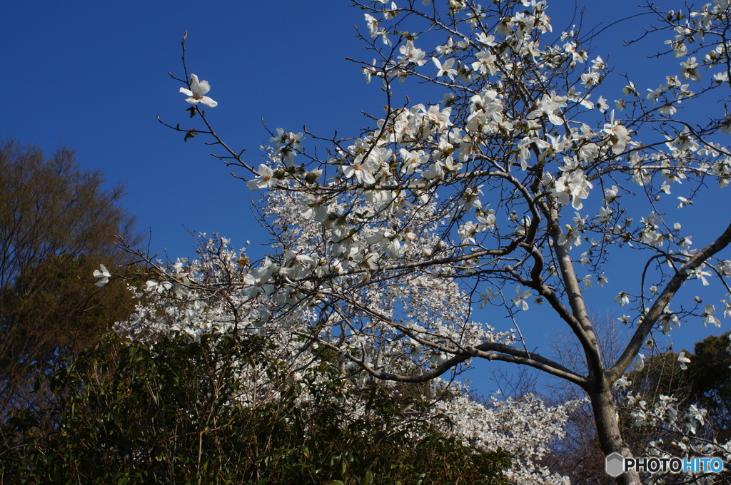 コブシのお花さん散り始めました(_ _;)