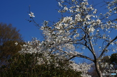 コブシのお花さん散り始めました(_ _;)