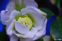 現在開花進行中(=^・^=)