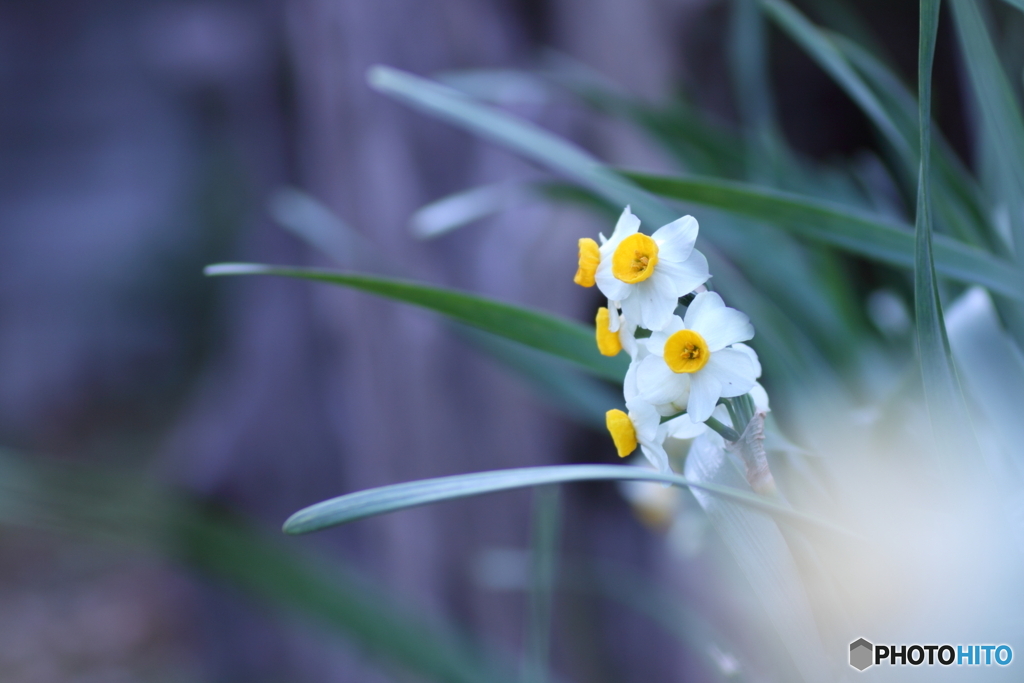 もうすぐ咲くと思いますが(^o^;