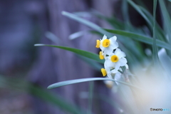 もうすぐ咲くと思いますが(^o^;