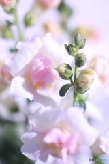 蘇りましたトゥイニー(^o^)o