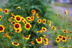 このお花さん好きなんです(^o^;