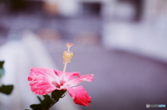 ハイビスカスfilm(^o^)