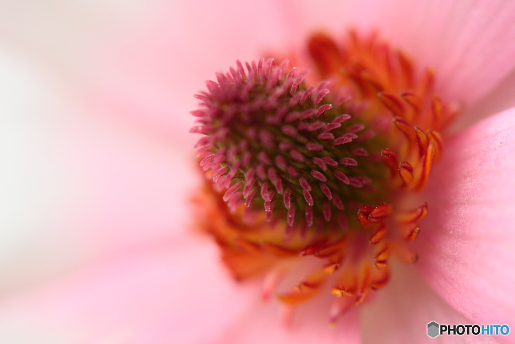 花芯シリーズ③(^o^;c
