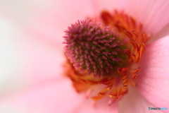 花芯シリーズ③(^o^;c