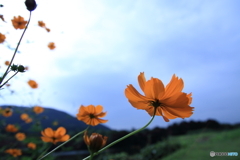 野辺に咲く(^o^)