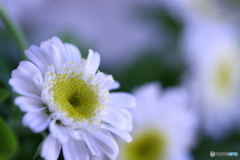 冬咲き？マトリカリア(^o^;d