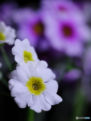 可愛いだけではダメですか(=^・^=)