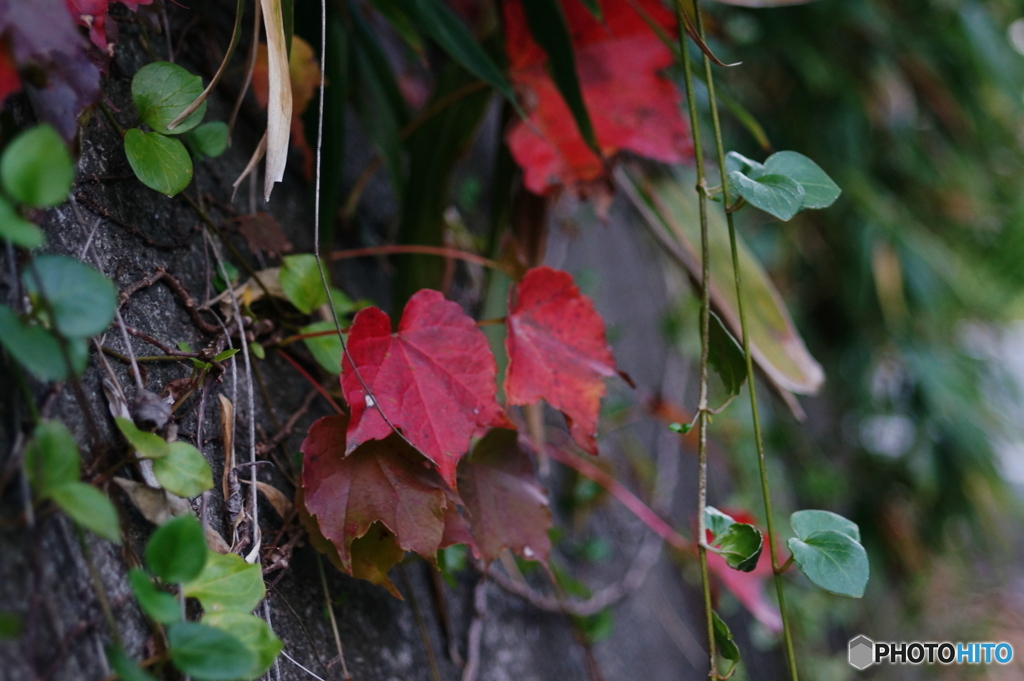 これも紅葉(=^・^=)f