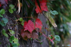 これも紅葉(=^・^=)