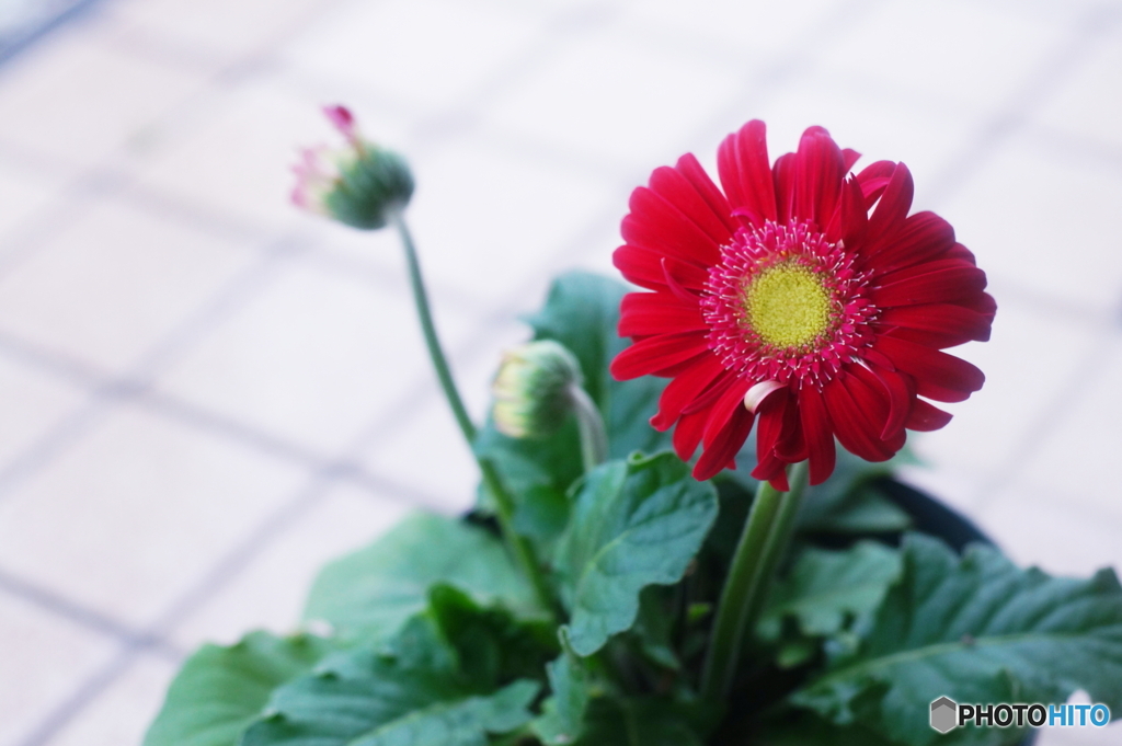 花びらはもっと伸びると思います(=^・^=)