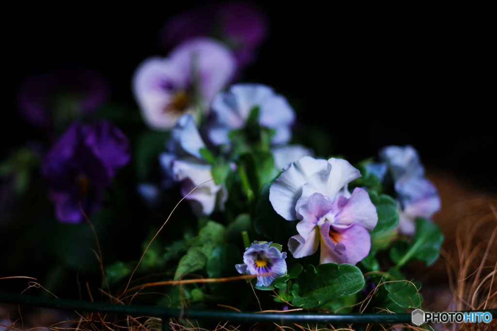 託された花(=^・^=)