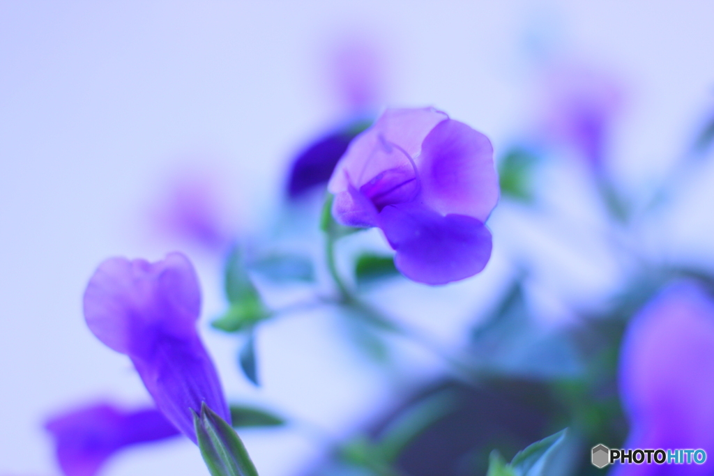 ファンタジーなお花さん(^o^;