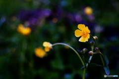 キンポウゲのお花さん咲いてます(^o^;