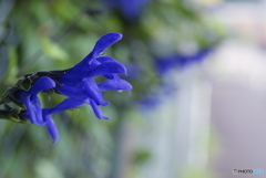 秋の気配　青い花(^o^)g