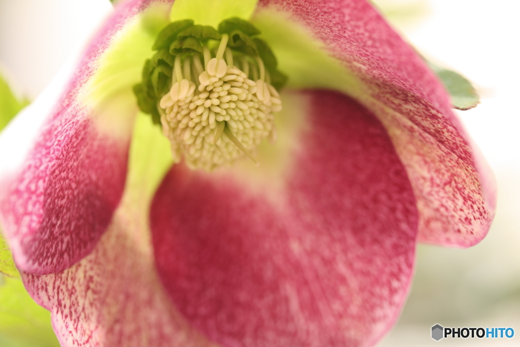 ブロッチさんも咲きました(^o^)v