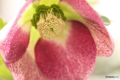 ブロッチさんも咲きました(^o^)v