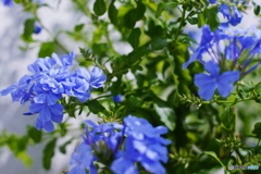 復活！瑠璃祭(=^・^=)