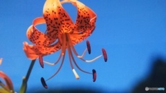 湿原に咲くオニユリ（訂正しました(_ _;）