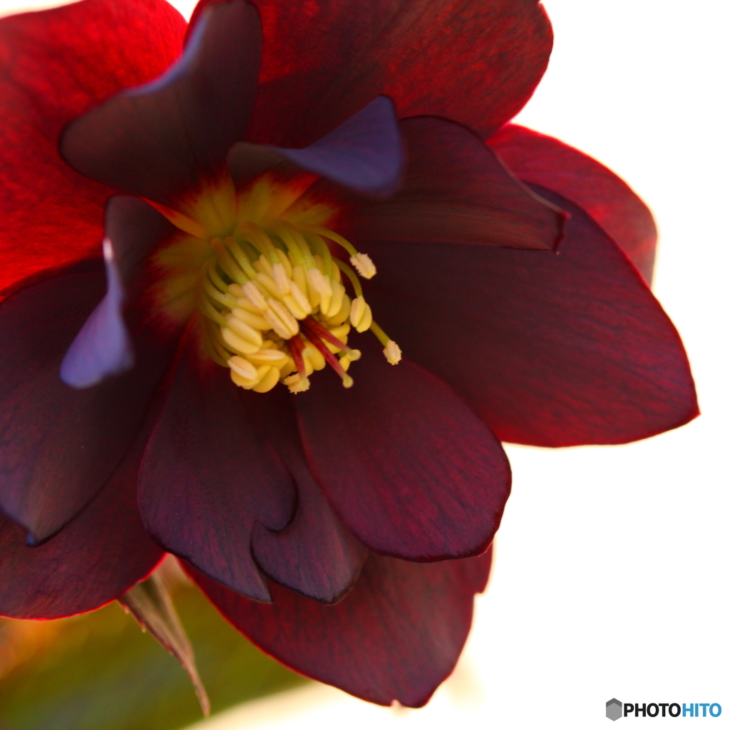 メリークリスマスローズ③(^o^;